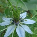 Nigella damascena 'Mrs Jeckyll' fleur